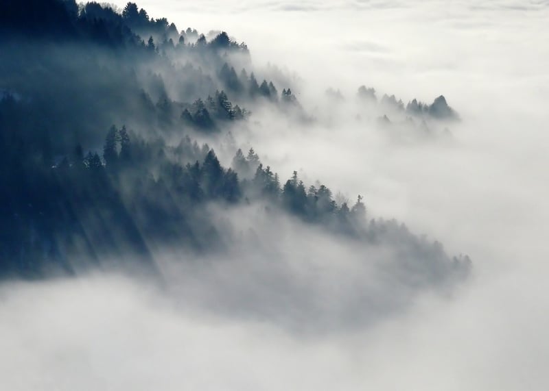 Mysterious Forest